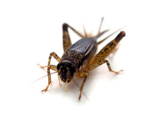 Cricket
