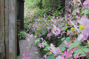 日本：斜面を覆うように群生する満開のシュウカイドウ（Begonia...