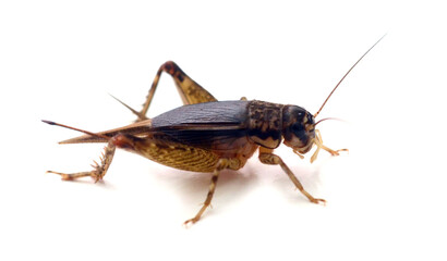 Close-up of beetle on white background