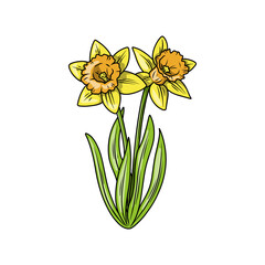 Illustration of Two Yellow Daffodils in Bloom