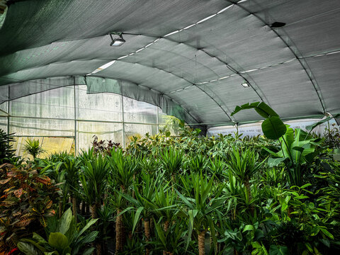 Lush tropical plants grow densely in a shaded greenhouse with clear panels, showcasing vibrant green leaves and indoor cultivation.