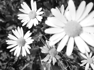 Black and white photo of wild daisies with bright white petals and a softly blurred flower in the...