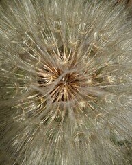 dandelion seed head.
close up of dandelion top with fluffy airy seeds