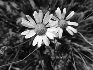 Black and white photo of two daisy flowers growing closely together, symbolizing tenderness,...