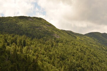Bush