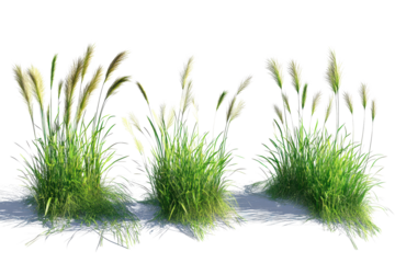 Grass rendering with transparent background showcasing vibrant green blades and texture for design and illustration purposes