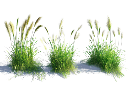 Grass rendering with transparent background showcasing vibrant green blades and texture for design and illustration purposes
