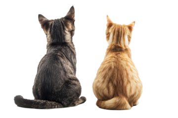 Dog and cat share a quiet moment, gazing upwards together in a calm indoor setting, showcasing their unique companionship and curiosity in a cozy environment