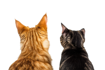 Dog and cat gazing upwards in curiosity during a bright sunny day, each displaying unique fur patterns while hopeful for an adventure together