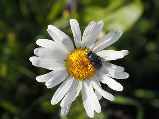 Fototapeta premium Close-up of a daisy with white petals and yellow center featuring a shiny dark green fly resting in the middle