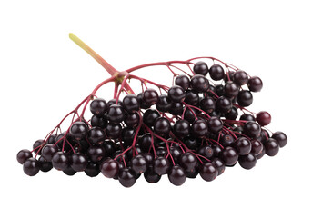 Elderberries: Close-Up of Freshly Harvested Elderberry Cluster on white background