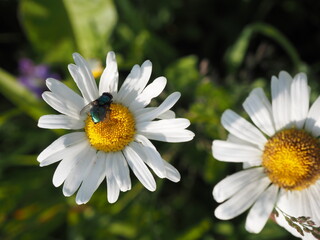 Close-up of a daisy flower with yellow center and white petals, featuring a shiny green fly resting...