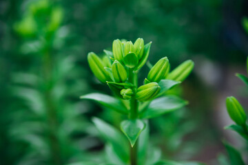 Green lily leaves in the garden. Unopened flowers in flower beds. Narrow lily leaves with raindrops . Gardening.