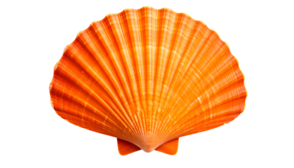 Beautiful marine shell, showcasing its natural beauty and distinctive ridges, presented on a clear PNG background.