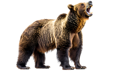 Dynamic shot of a large brown bear with an open mouth, conveying raw power and aggression, set against a clear PNG background.