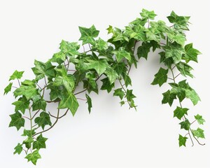 Green ivy vine with numerous leaves isolated against a stark white background
