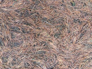 初夏の公園の庭に散ったヒマラヤスギの枯れ葉