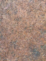 初夏の公園の庭に散ったヒマラヤスギの枯れ葉