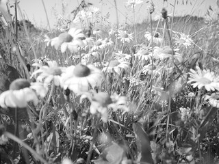 Cluster of wild daisies in tall meadow grass in a bright black and white retro-style photograph