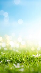 Obraz premium Sunlit green grass with daisies nature scene soft focus tranquil environment close-up view for relaxation