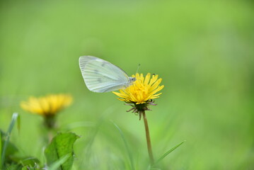 タンポポに止まる白い蝶
