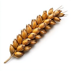 Golden Wheat Stalk on White Background