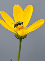 A small fly sits on a bright yellow flower on a gray background. Macro photography.