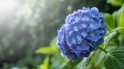 Hydrangea flower