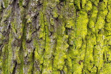 Close-up of moss-covered tree bark texture