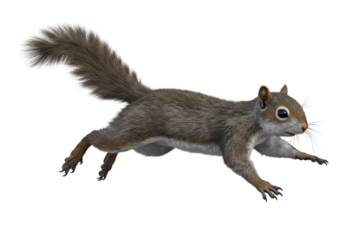 Amazing Eastern Gray Squirrel in Motion: A Stunning Wildlife Photograph on white background