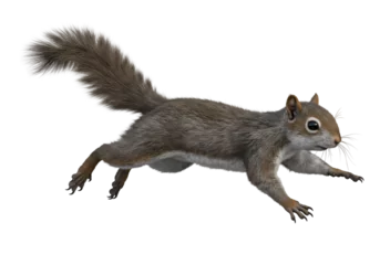 Selbstklebende Fototapeten Eichhörnchen Amazing Eastern Gray Squirrel in Motion: A Stunning Wildlife Photograph on white background  © Ayanali