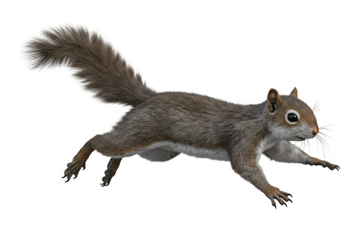 Amazing Eastern Gray Squirrel in Motion: A Stunning Wildlife Photograph on white background
