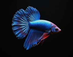 Fototapeta premium Half moon Betta fish isolated on black backdrop. Vibrant blue colors, intricate fin details, red accents. Aquatic pet animal, popular for aquarium, pet shop, home decor.