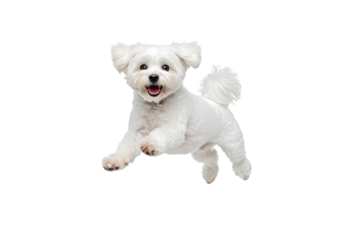 Playful Maltese Puppy: A Joyful Canine Leap on white background