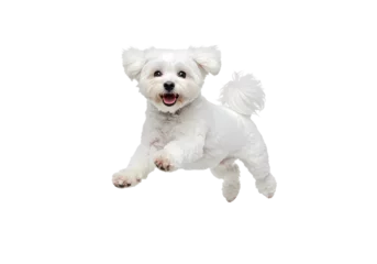 Fototapeten Hund Playful Maltese Puppy: A Joyful Canine Leap on white background  © Ayanali