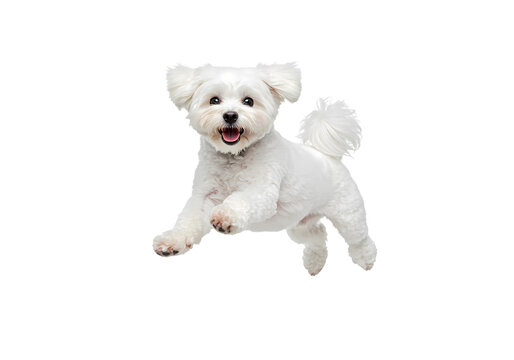 Playful Maltese Puppy: A Joyful Canine Leap on white background