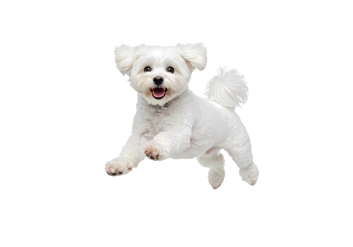 Playful Maltese Puppy: A Joyful Canine Leap on white background