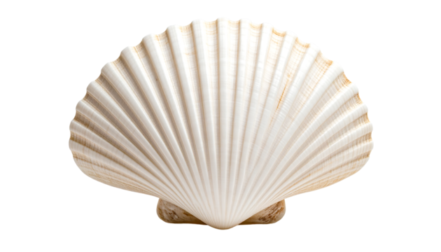 Front view of a classic white seashell, highlighting its symmetrical form and natural beauty on a clear PNG.