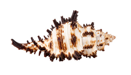 Fototapeta premium A striking seashell with sharp brown spikes contrasting its white surface, showcasing unique marine patterns.