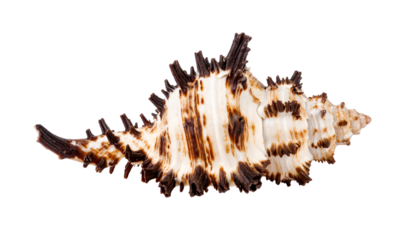 A striking seashell with sharp brown spikes contrasting its white surface, showcasing unique marine patterns.