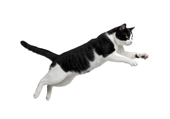 Black and White Cat in Mid-Air Leap: A Dynamic Pet Photograph on white background