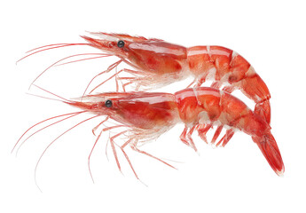 Two Fresh Red Shrimp Stacked on Top on Transparent Background