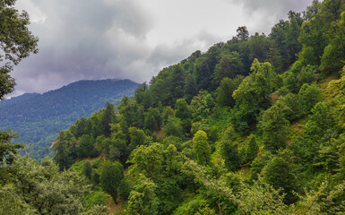 Mountain forest near the village of Sim