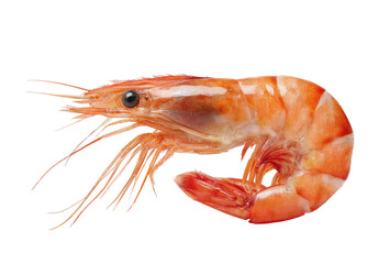 Single cooked shrimp close up view isolated on transparent background