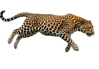 Powerful Jaguar in Motion: Wildlife Photography on white background
