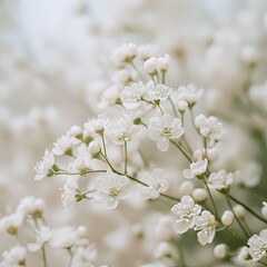 Delicate white flowers in soft focus