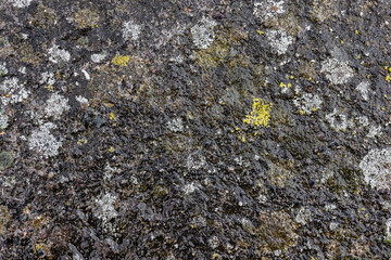 Wet, moldy concrete driveway surface with visible mold and moisture.
