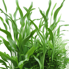 Obraz premium Vibrant Green Leaves in Lush Plant Composition