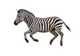 Striped Plains Zebra in Motion: Wildlife Photography on white background