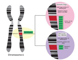 The main difference between domestic dogs and wild canids (like wolves) regarding the AMY2B gene is the copy number variation (CNV) located on chromosome 6.